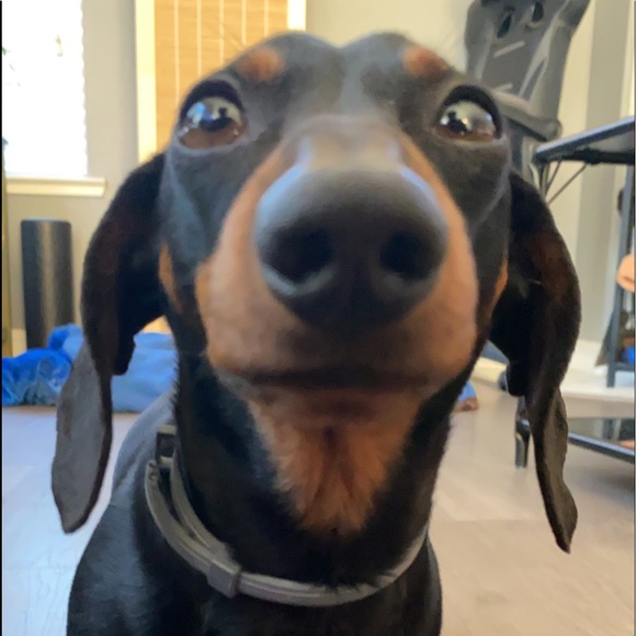 Meet your Posher, Cassandra - Picture 1 of 1